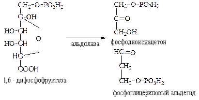 Классификация и номенклатура ферментов - student2.ru