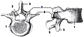 Классификация и строение позвонков - student2.ru