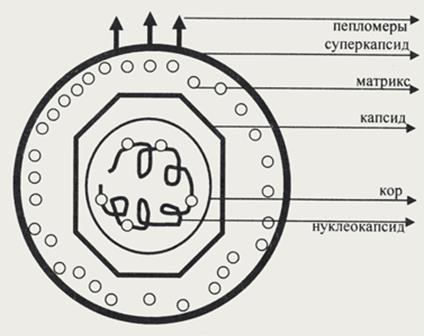 классификация и строение вирусов - student2.ru