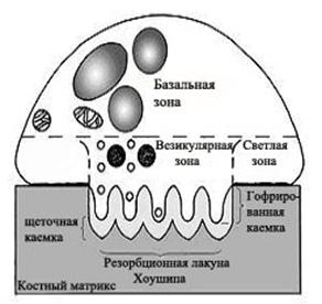 Классификация хрящевых тканей - student2.ru