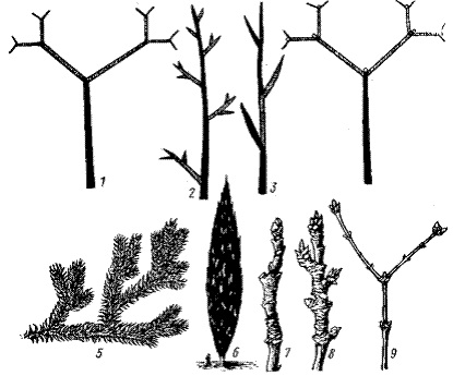 Классификация корней в корневых системах. Ветвление и образование боковых корней. - student2.ru