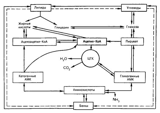 Классификация процессов биологического окисления - student2.ru