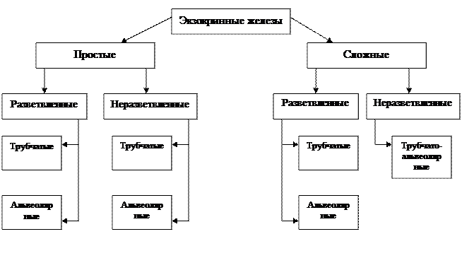 классификация экзокринных желез - student2.ru