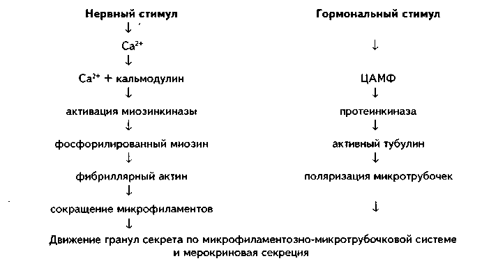 классификация экзокринных желез по механизму выделения секрета - student2.ru