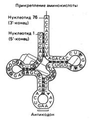 Классы клеточных РНК и их функции - student2.ru