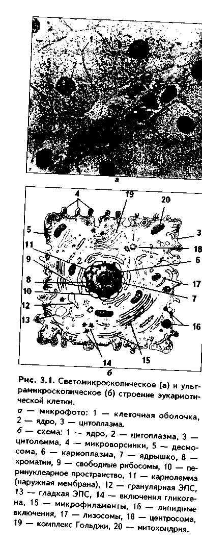 клетка как структурно-функциональная - student2.ru