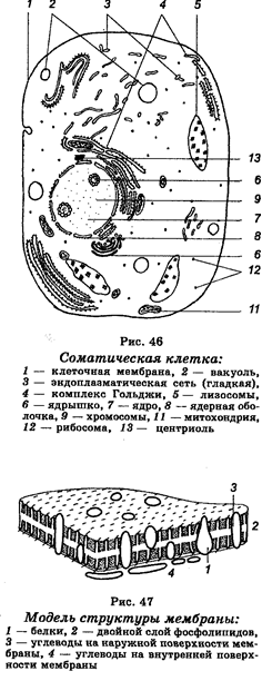 Клетка — основная форма организации живой материи. Основные структурные компоненты эукариотической клетки: наружная мембрана, цитоплазма, ядро, органоиды, включения - student2.ru