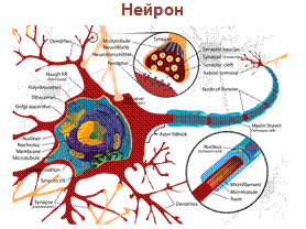 Клетки крови и иммунной систем - student2.ru