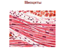 Клетки, специализирующиеся на секреции гормонов - student2.ru