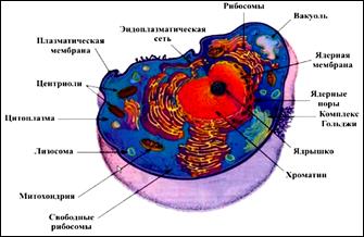 Клетки эукариотического типа - student2.ru