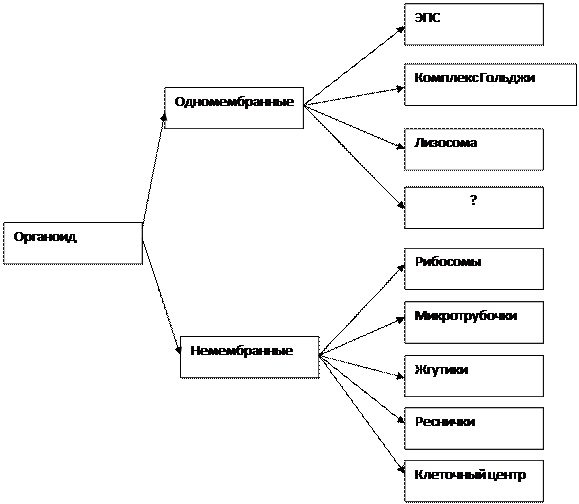 Клеточная теория. Органоиды клетки - student2.ru