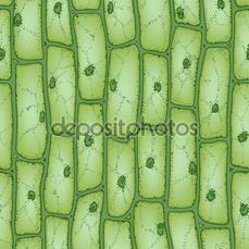 Клеточная теория. Органоиды клетки - student2.ru