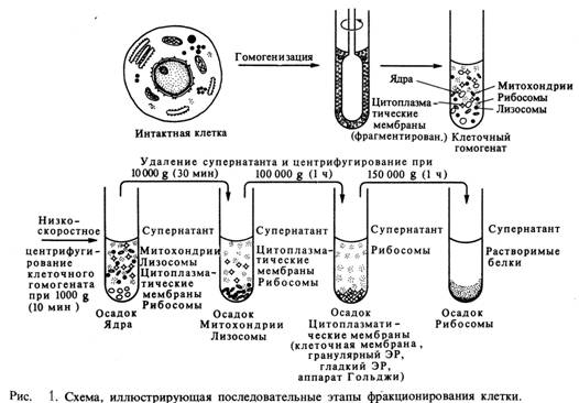Клеточная теория. Основные положения современной клеточной теории. - student2.ru