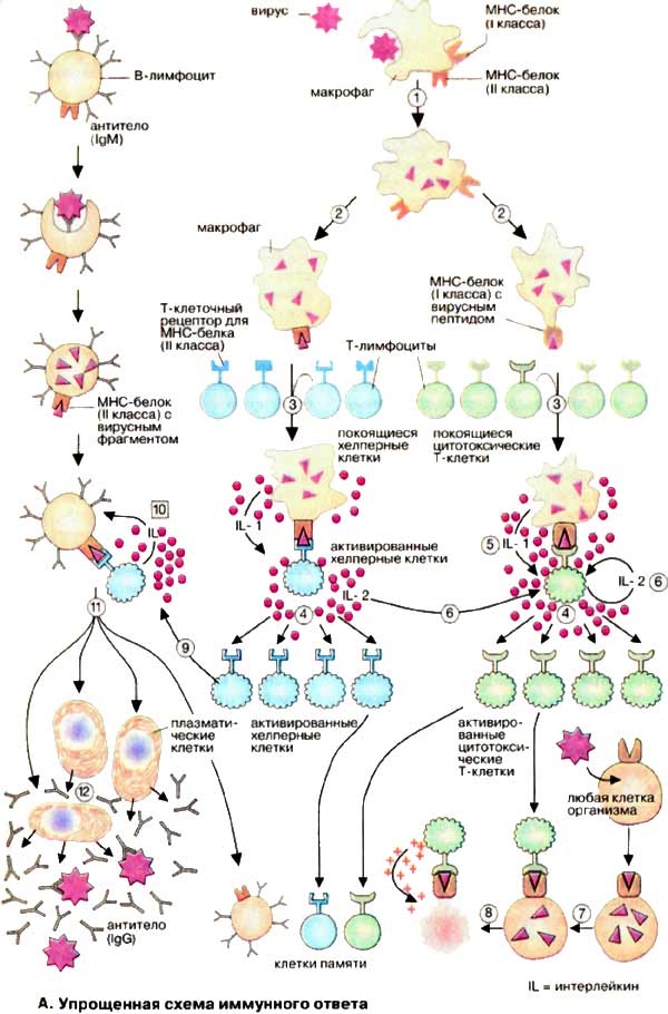 Клеточные механизмы иммунного ответа - student2.ru