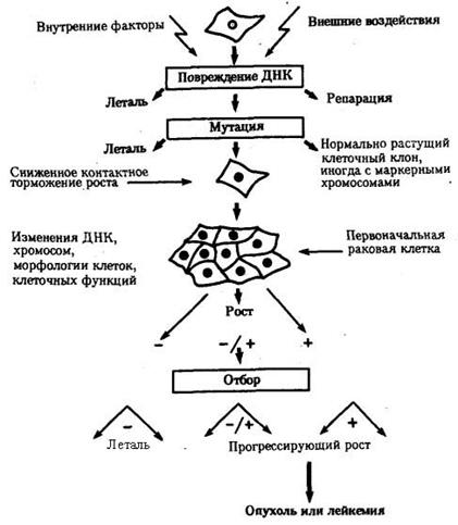 клеточные механизмы обеспечения наследственности и изменчивости - student2.ru
