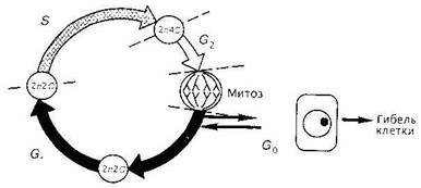 Клеточный (или жизненный) и митотический циклы клетки - student2.ru