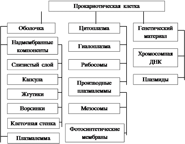 структурно-функциональная организация прокариотической и эукариотической клеток - student2.ru
