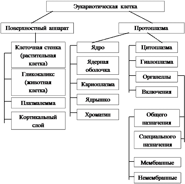 структурно-функциональная организация прокариотической и эукариотической клеток - student2.ru