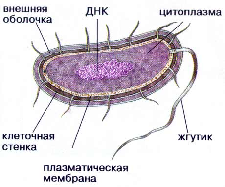 Коллоквиум по спец. микробиологии - student2.ru