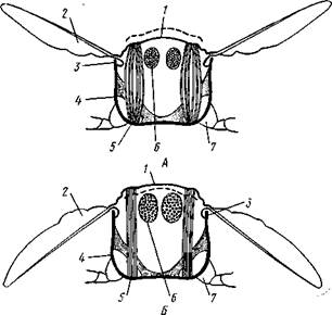 Комара (из Зеликмана): / — верхняя губа, 2 — мандибула. 3 — нижняя челюсть, 4 — гипофа­ринкс, 5—нижняя губа, 6 — «ижне-челюстной щупик, 7 — сяжки - student2.ru