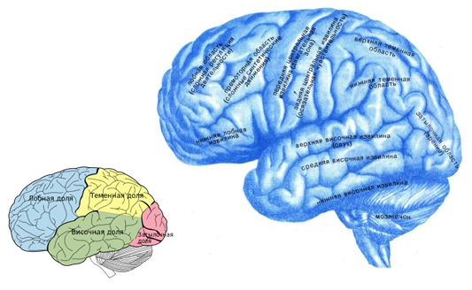 Конечный мозг или большой мозг - student2.ru