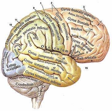 Конечный мозг (развитие, полушария – поверхность, доли, области) - student2.ru