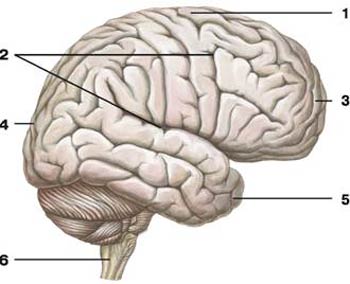 Конечный мозг (развитие, полушария – поверхность, доли, области) - student2.ru