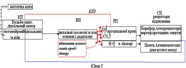 Контур для опису припинення будь якої довільної затримки дихання - student2.ru