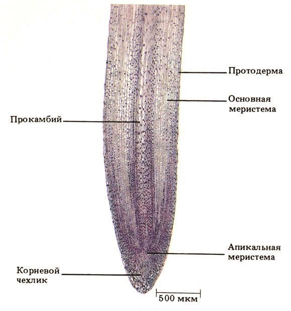 Корень и корневые системы - student2.ru