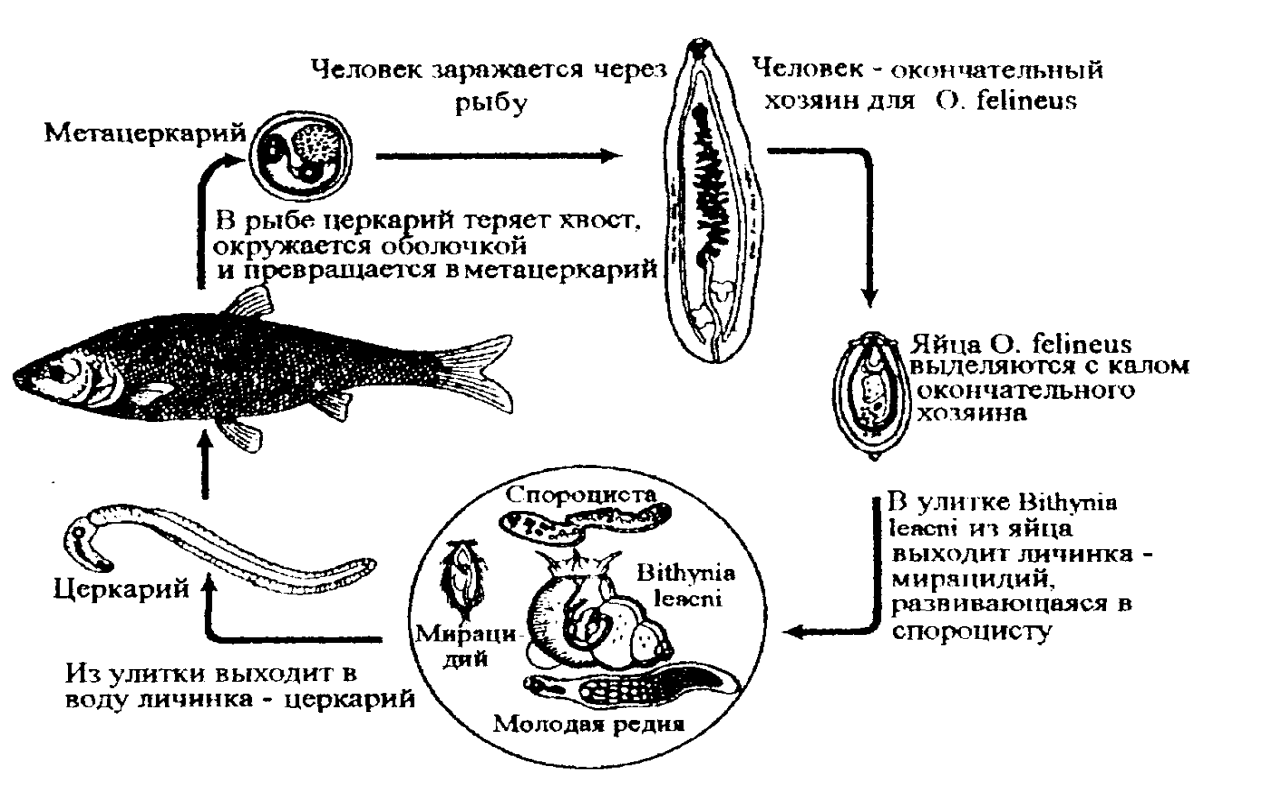 Кошачий сосальщик. Систематическое положение, морфология, цикл развития, обоснование лабораторной диагностики, пути заражения, профилактика - student2.ru