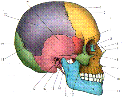 кости черепа и их соединения - student2.ru