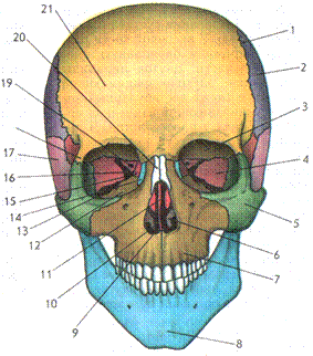 кости черепа и их соединения - student2.ru