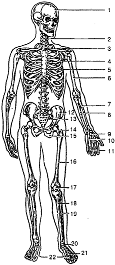 кости и их соединения - student2.ru