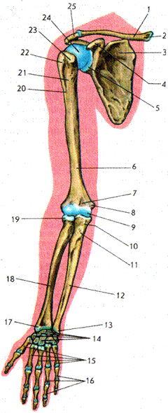 кости и соединения костей верхней конечности - student2.ru