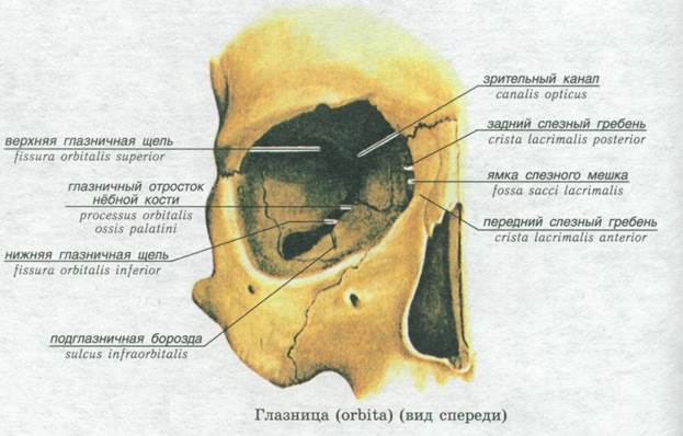 Кости свободной нижней конечности и их соединения - student2.ru