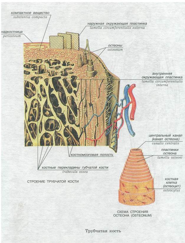 Компактное вещество рисунок. Строение компактного вещества кости. Микроскопическое строение компактного вещества кости рисунок 23. Микроскопическое строение компактного вещества кости рисунок. Микроскопическое строение костной ткани.