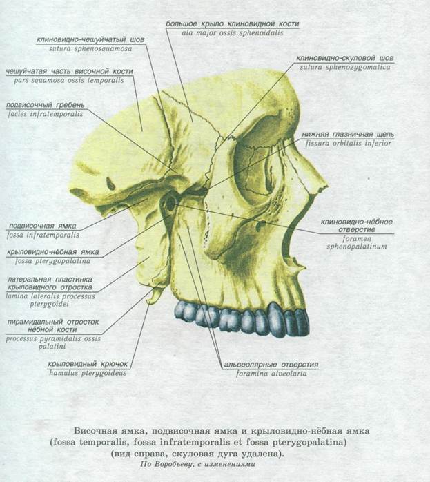 Подвисочный гребень клиновидной кости. Крыловидно-небная ямка(Fossa pterygopalatina). Крыловидно-небная ямка на клиновидной кости. Ямки черепа височная подвисочная крылонебная.