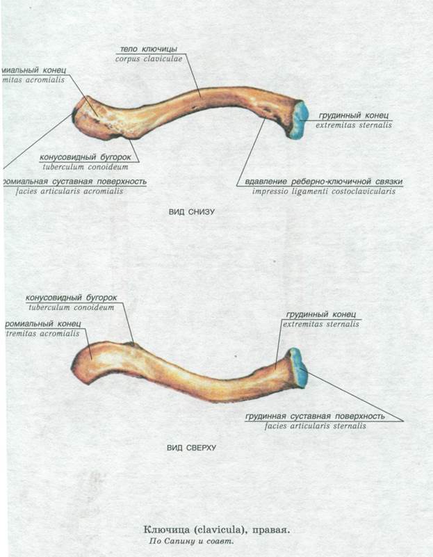 Правая ключица. Строение ключицы вид сверху и снизу. Ключица строение анатомия на латыни. Строение ключичной кости. Строение ключицы атлас Синельников.