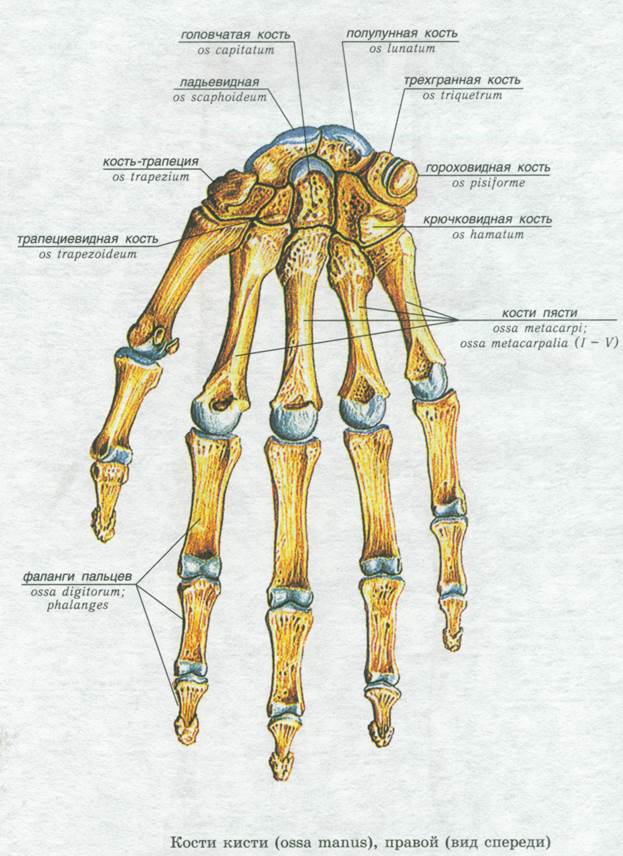 Головчатая кость запястья. Кости лучезапястного сустава анатомия. Головчатая и крючковидная кость. Полулунная кость стопы. Головчатая кость кисти.
