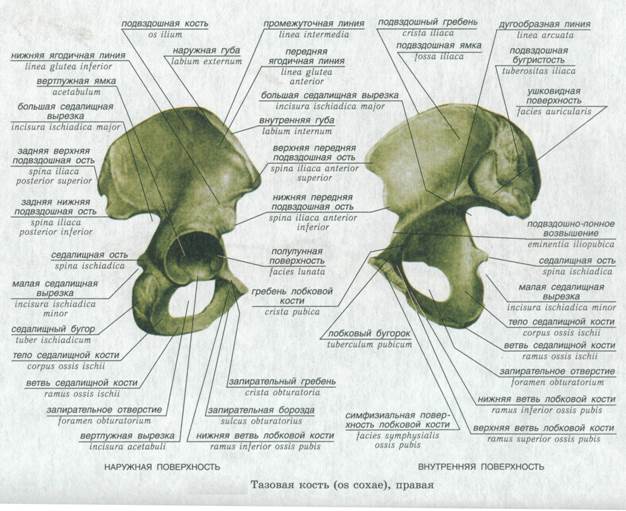 Ossis перевод с латинского. Corpus Ossis Ischii. Linea arcuata таза. Os Ischii имеет следующие анатомические образования:. Линеа Аркуата таза.