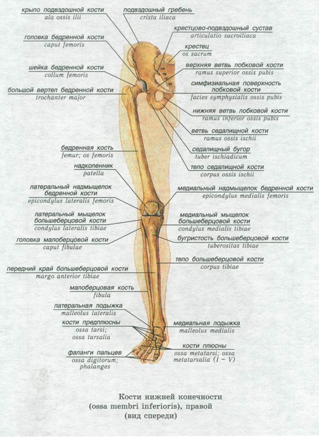 Кости свободной нижней конечности и их соединения - student2.ru