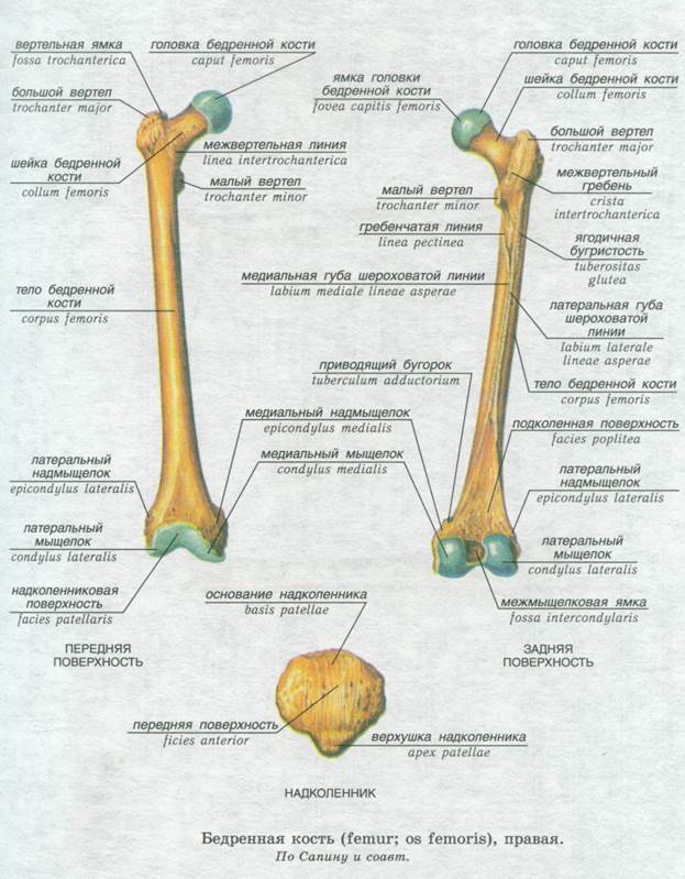 Кости свободной нижней конечности и их соединения - student2.ru