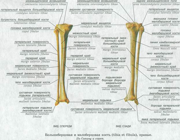 Кости свободной нижней конечности и их соединения - student2.ru