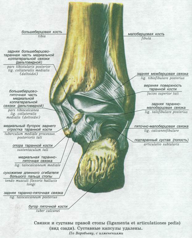 Голеностопный сустав поверхности. Задняя большеберцово-таранная связка. Подтаранный сустав анатомия связки. Большеберцово-малоберцовая передняя/задняя связка. Задняя таранно-малоберцовая связка.