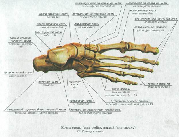 Кости свободной нижней конечности и их соединения - student2.ru