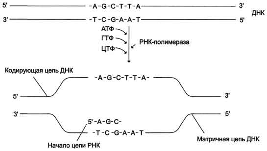 Ковалентная модиикация (процессинг) мРНК- (посттранскрипционные модификации пре-мРНК) - student2.ru