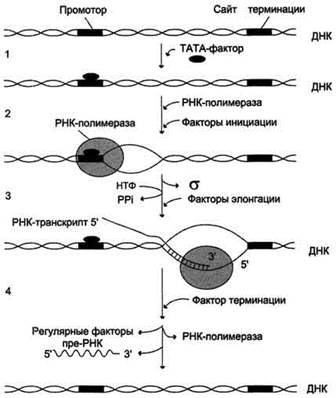 Ковалентная модиикация (процессинг) мРНК- (посттранскрипционные модификации пре-мРНК) - student2.ru