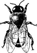 Ковидная куколка мухи (из Вебера): / — антенна, 2 — нога. 3 — зачатки крыльев, 4 — стигмы - student2.ru
