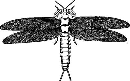 Ковидная куколка мухи (из Вебера): / — антенна, 2 — нога. 3 — зачатки крыльев, 4 — стигмы - student2.ru