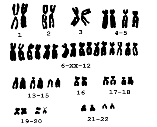 Кратка характеристика хромосом - student2.ru